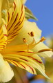 Peruvian Lily